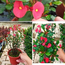 Videolu Dikensiz Dikenler Tacı Özel Tür Büyük Boy 35 60 Cm Saksılı Euphorbia