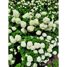 Kartopu Beyaz Renkli 30 60 Cm 1 Adet Tüplü Dış Mekan Bitkisi Viburnum Opulus