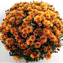Bransound Dark Orange Krizantem Kasımpatı Çiçeği Fidesi 1 Adet