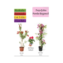 Fırça Çalısı+ Pembe Begonvil+ Gül Fidanı Hediyeli