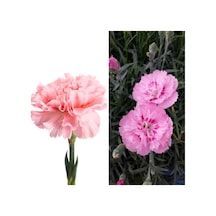 Videolu 1 Adet Pembe Renk Karanfil Çiçeği 15-25 Cm Saksılı Çiçekli Bodur Bitikier Pink Dianthus