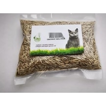 %100 Doğal Kedi Çimi Tohumu Karışımı - Arpa, Buğday, Yulaf 500 Gram