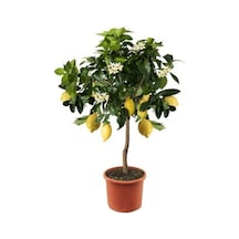 10 Adet Tohum Nadir Bodur Bonsai Sarı Limon Ağaç Tohumu Organik Yeni Tohum Saksı Toprak Hediye