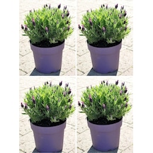 Lavanta Angustifolia Fidanı 25 30 Cm 30 Adet Saksılı/tüplü Lavanta Fidesi Lavender Flower