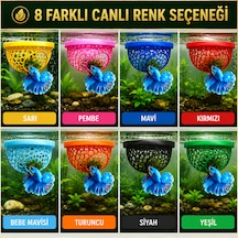 Beta Balığı Siyah Betta Dinlenme Alanı & Üretim Yuvası