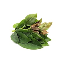Avokado Yaprağı Günlük Taze 500gr