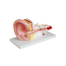 Kulak Maketi - Kulak Modeli 01