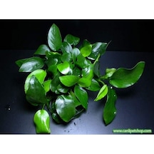 Anubias Barteri Var. Nana 1 Ad 4-5 Yaprak