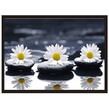 70Cmx100Cm Taşların Üzerinde Papatyalar Poster Tablo
