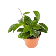 Mum Çiçeği Hoya Carnosa Fidesi Fidanı 10-20 Cm
