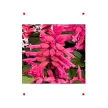 Pembe Ateş Çiçeği Salvia Tohumu 30 Adet