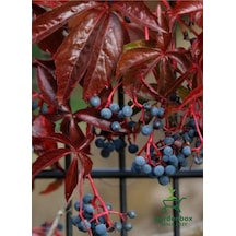 Amerikan Samaşığı Soğuğa Dayanıklı 60-80cm Saksılı/tüplü Parthenocissus Quinquefolia