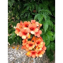 Trumpet Vine Acem Borusu Sarmaşığı Fidanı 40-60 Cm