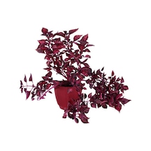 Videolu Çingene Şalvarı 1 Adet Saksılı 20-40cm Salon Bitkisi İresine