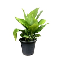 Kana Tesbih Çiçeği Kırmızı 30-50 Cm 1 Adet Saksılı Balkon Bahçe Bitkisi