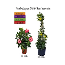 Pembe Renk Japon Gülü Çiçeği+sarı Yasemin Çiçeği Fidanı 2'li Bahçe Peyzaj Seti