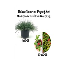 Mavi Çim 1 Adet Saksılı 10-20cm +buz Çiçeği 10 Adet Bahçe Seti