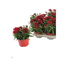 Mis Kokulu Kırmızı Renk Bodur Karanfil 1 Adet Saksılı 15-25cm Red Dianthus