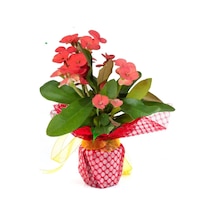 Çok Avantajlı Hediye Paketli 1 Adet Kırmızı Renk Dikenler Tacı Euphorbia Milii Saksılı