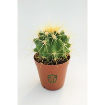 Altın Fıçı Kaktüsü. Echinocactus Grusonii. 5.5 Cm
