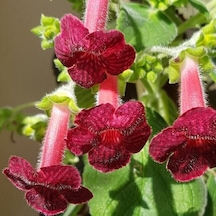 Özel Çeşit Ni's Miilred Kohleria Çiçeği Fidesii Mini Potta
