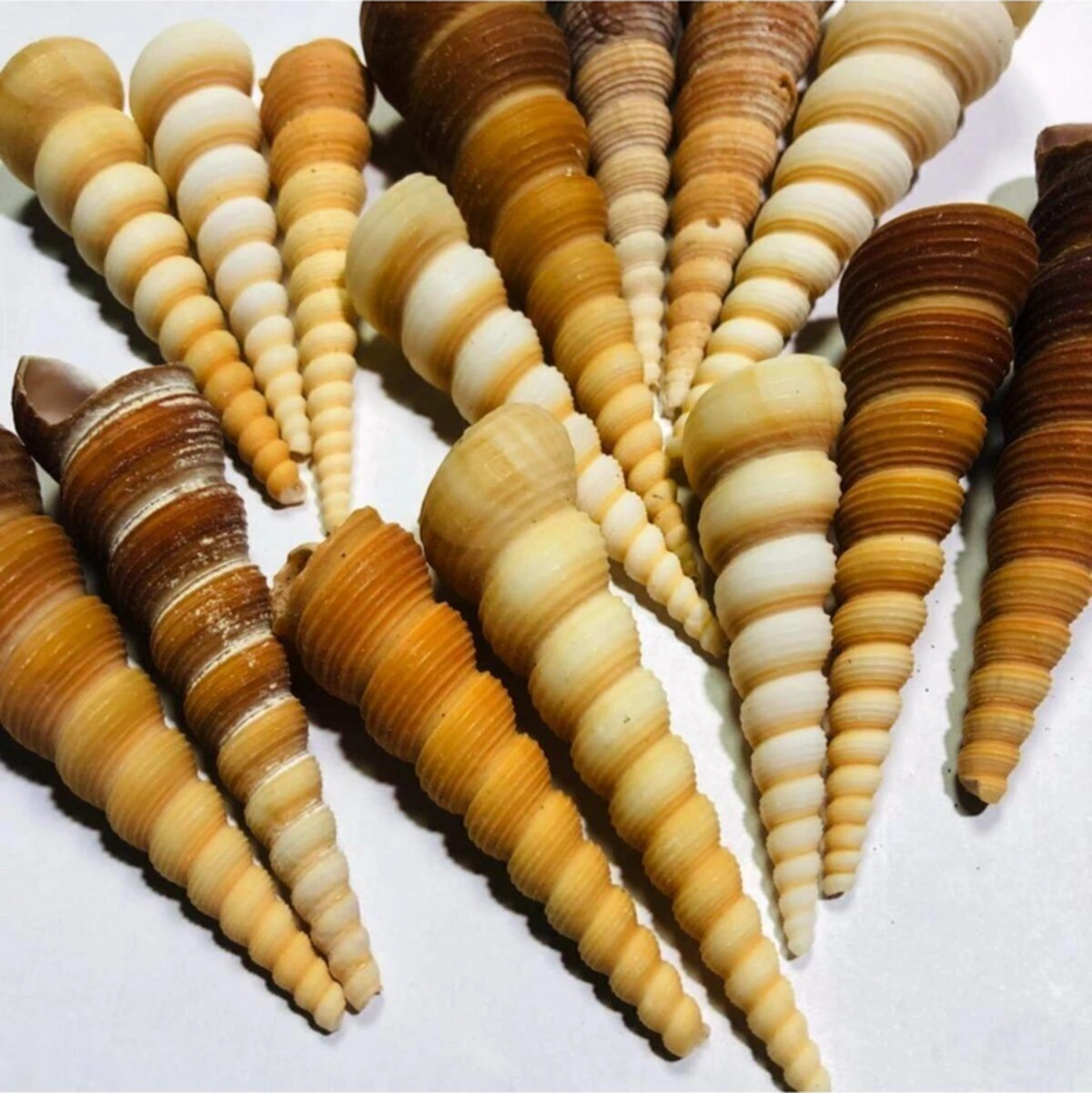 Gerçek Deniz Kabuğu 100 Gram Turitella
