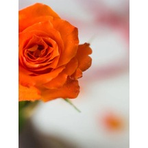 Avantajlı Videolu Turuncu Yediveren Kokulu 1 Adet Gül Fidanı 10-15 Cm Orange Rose