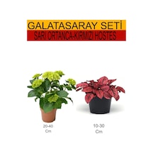 2'li Set Sarı Ortanca+kırmızı Hostes