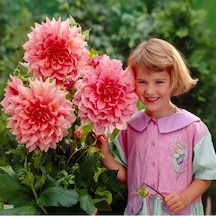 Dev Çiçekli Otto'S Thrill Dahlia Yıldız Çiçeği Soğanı Yumrusu 1