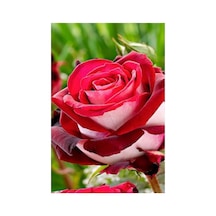Bordo Beyaz Gül Fidanı 3 Adet 10-20 Cm