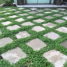 Miracle Tohum Dona Dayanıklı Dichondra Repens Fare Kulağı Tohumu 100