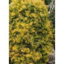 Es Concolor Gold Bitkisi