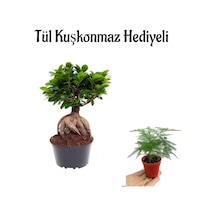 Hediyelik Bonsai Bitkisi Anneler Gününe Özel Tül Kuşkonmaz