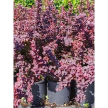 Roket Berberis Fidanı 1 Adet Saksılı 40- 60 Cm Bahçe Çit Bitkisi Vendita Pianta