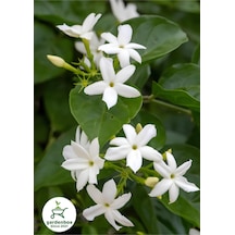 Kokulu Sarmaşık Ful Yasemin Çiçeği 1 Adet Saksılı/tüplü 30-60cm Jasminum