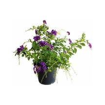 Mor Ağaç Menekşesi Duranda 1 Adet Saksılı 40-60cm Purple Duranta