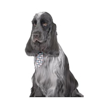 Show Tech Kedi Köpek Damalı Kravat Aksesuar 10 Adetli Paket