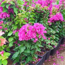 Fuşya Renk Gelin Duvağı Begonvil Fidanı 40-90 Cm Saksılı/tüplü Çiçekli Bodur Bitkiler Fuchsia Bougainvillea