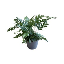 Polystichum Tsussimense Eğrelti Otu