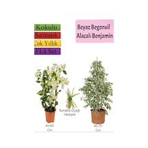 Beyaz Alacalı Benjamin Bitkisi+ Beyaz Begonvil+ Mezem Çiçeği Hediyeli