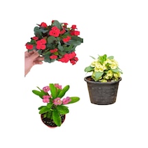Videolu Pembe Sarı Kırmızı 3 Adet Milli Dikenler Tacı Çiçeği Fidanı 15-30cm Saksılı Europhia