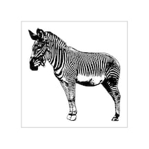 Zebra Folyo Sticker 130cm Uzunluk Karışık Renkli