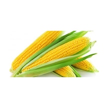 Süt Mısır Tohumu Darı Tohumu Mısır Tohumu 15 Tohum + Tohum