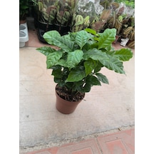 Coffea Arabica Süs Çiçeği