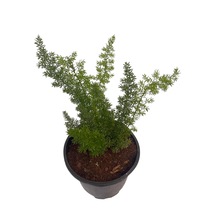 Tilki Kuyruğu /asparagus Densiflorus