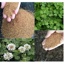 Üçgül Tohumu Ak Üçgül Trifolium Repens Süs Yoncası Bodur Yoncası 1 KG