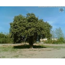 2 Adet Tohum Palamut Ağacı Tohumu Dev Palamut Ağacı Tohum