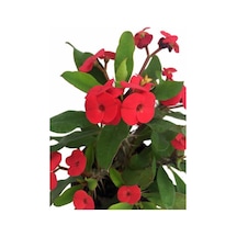 Videolu Kırmızı Dikenler Tacı Çiçeği Fidanı 1 Adet Saksılı 15-25cm Ofis Salon Bitikisi Euphorbia