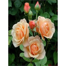 Yediveren Kokulu Kavuniçi Rengi 40 60 Cm 2 Adet Saksılı Aşılı Gül Maroon Rose