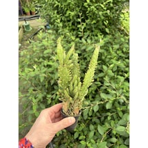 Thebestonline Opuntia Monacantha, Meksika Kaktüsü, Ağaç Kaktüs, 5
